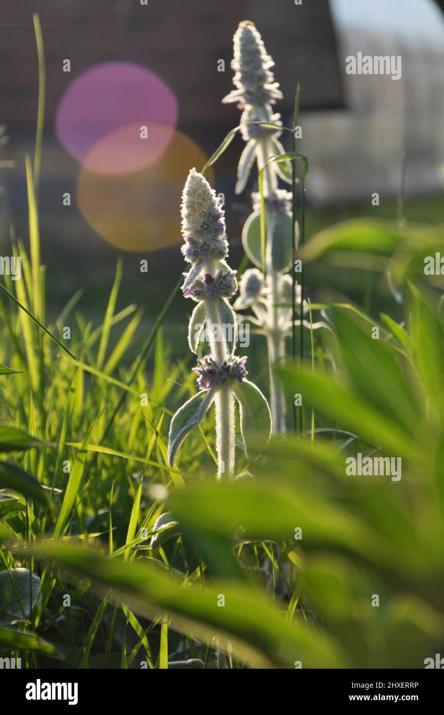 Blüten von Stachys byzantinaor Lamm`s Ohren im Sommer Sonnenlicht, Natur im Juni Stockfoto